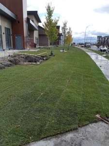 SP Sod and Trees
